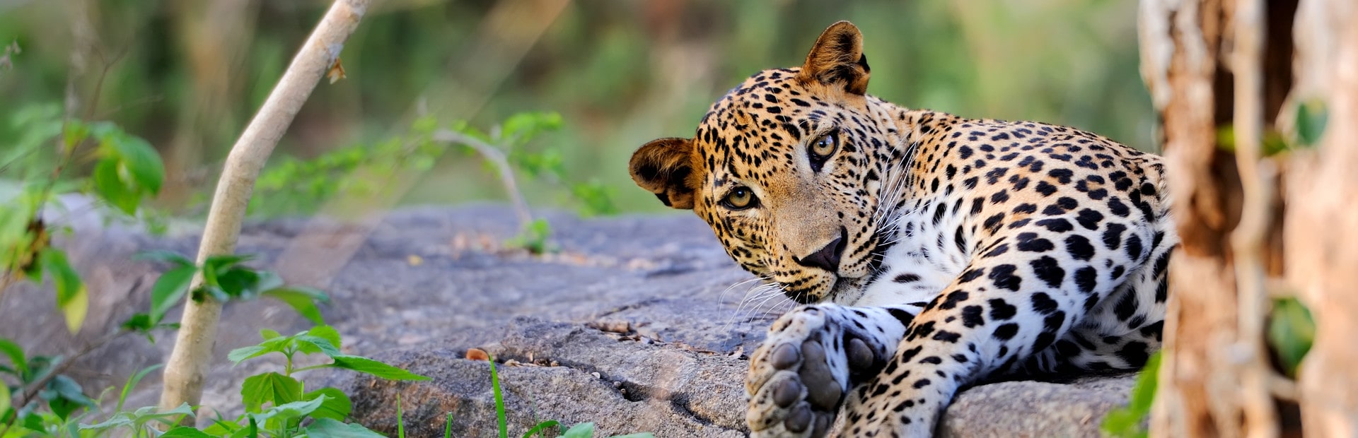 Leopard