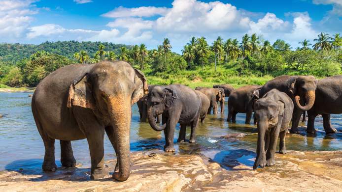 Elephants